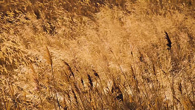 4k实拍北方冬季金黄的芦苇群视频的预览图