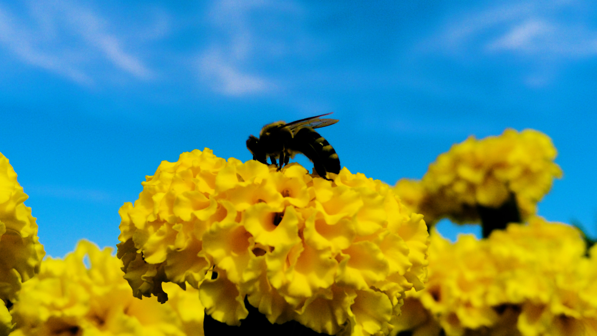 4k拍摄春天花开蜜蜂采蜜风景空镜视频的预览图