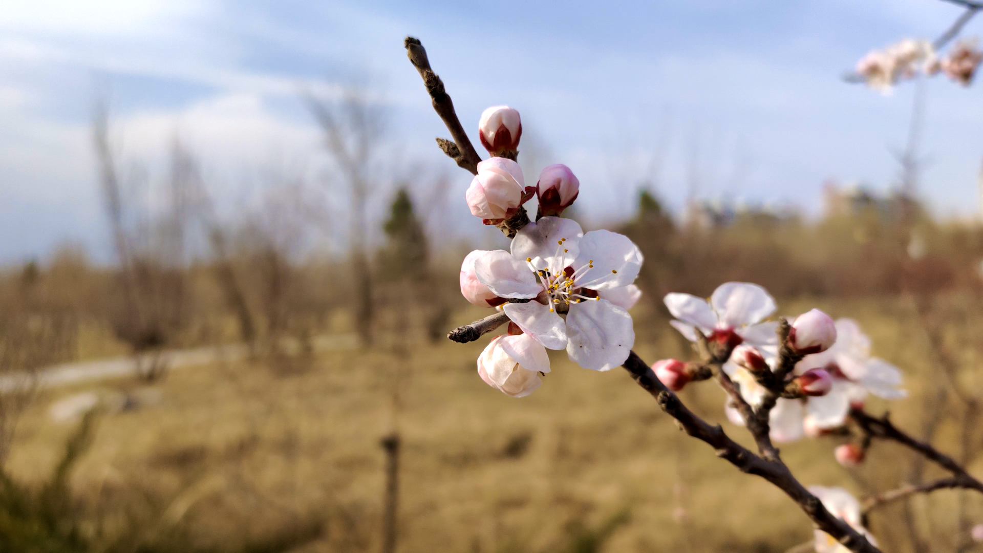 4k实拍春天桃花盛开唯美风景空镜视频的预览图