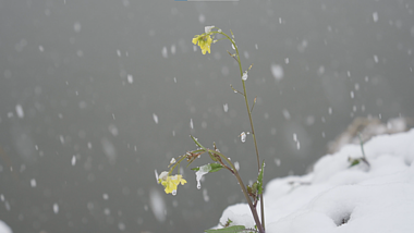 1080冬天雪天小黄花落雪意境慢镜头视频的预览图