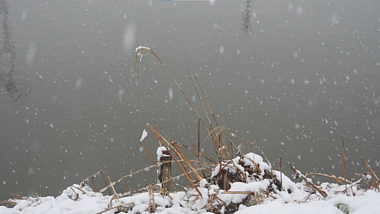 1080冬天下雪天河边枯草飘雪画面孤独意境空镜视频的预览图