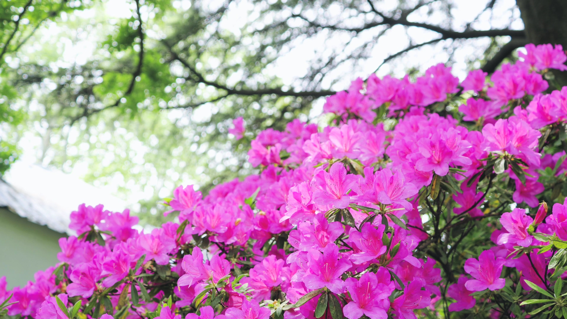 4K实拍春天风景花朵杜鹃花盛开视频的预览图