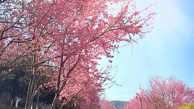 4K春天温暖樱花开花阳光斑驳树影慢镜头视频的预览图