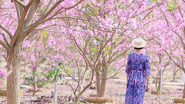 4k春天唯美写意女性在鲜花盛开的花园里走路视频的预览图