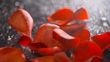 浪漫情人节玫瑰花瓣落下实拍视频1080视频的预览图