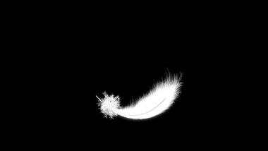 羽毛飘落白色带通道视频元素视频的预览图