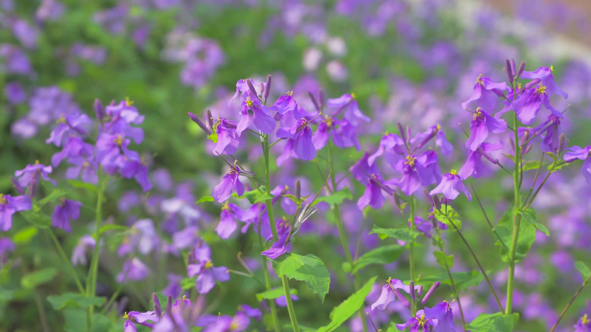 4K实拍春暖花开春天紫罗兰花海视频的预览图