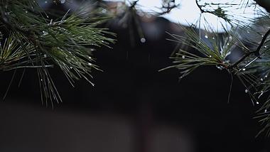 下雨天罗汉松晶莹雨珠实拍视频1080视频的预览图