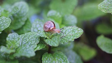 4K实拍春天惊蛰昆虫蜗牛视频的预览图