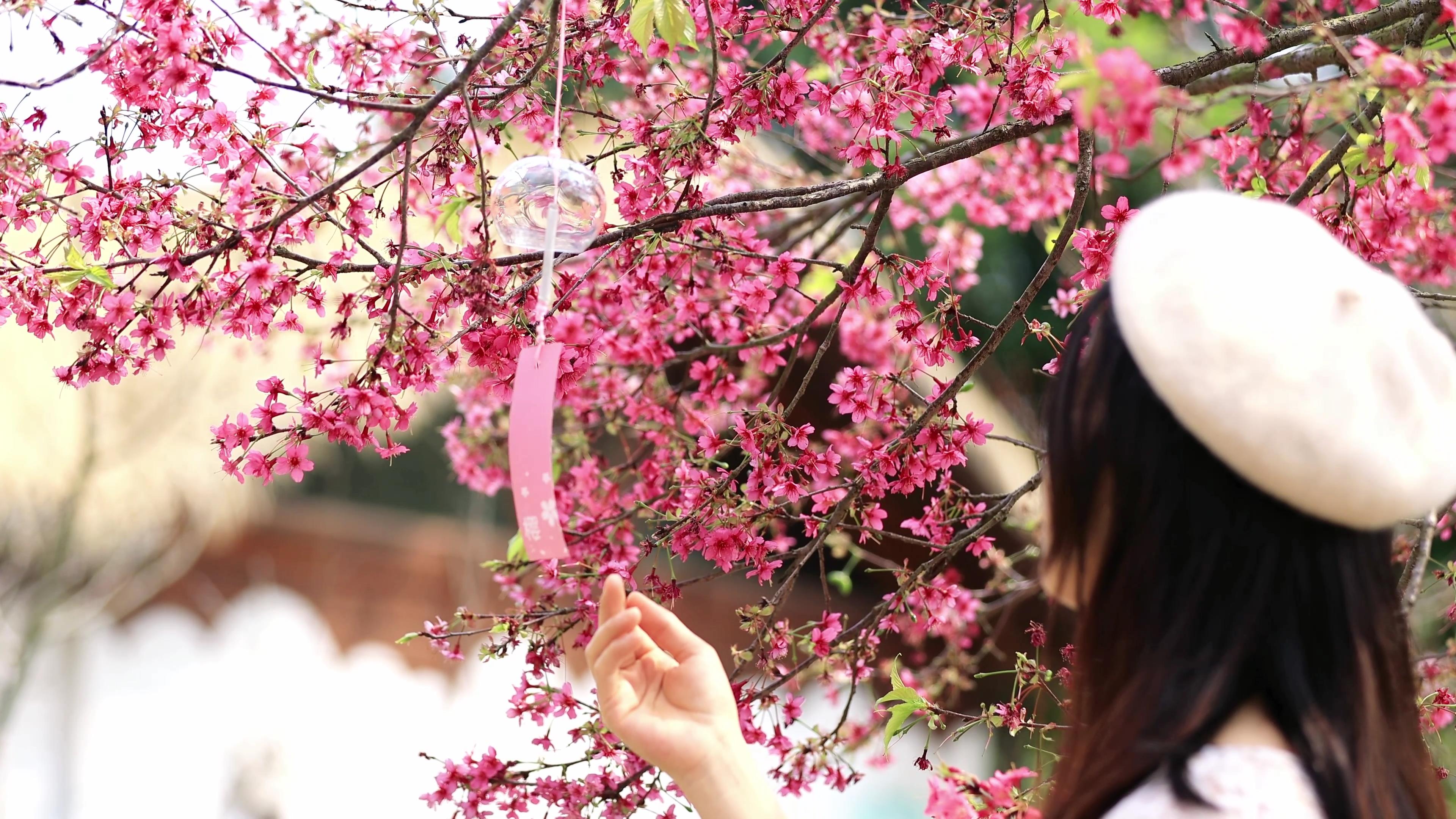 4K实拍春天樱花美女赏花视频的预览图