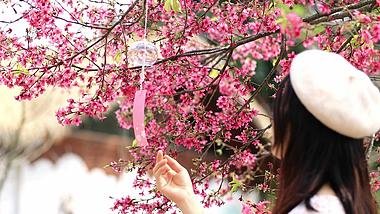4K实拍春天樱花美女赏花视频的预览图
