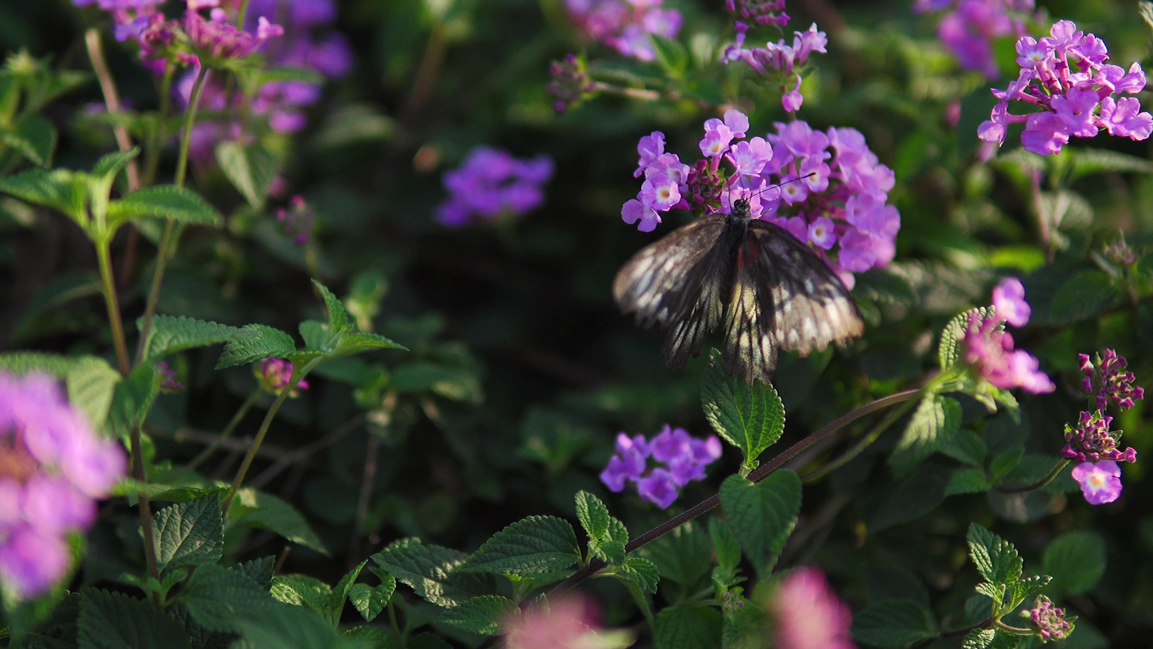 4K实拍春天花朵上采蜜的蝴蝶视频的预览图