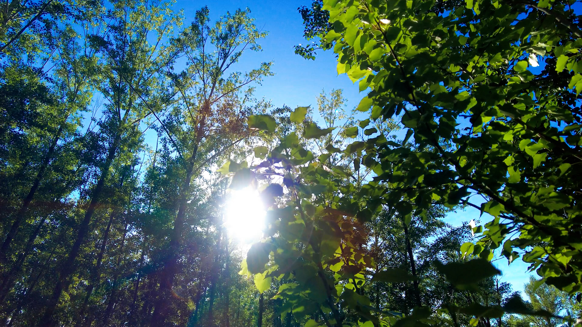 4k逆光实拍春天茂密的杨树林视频的预览图