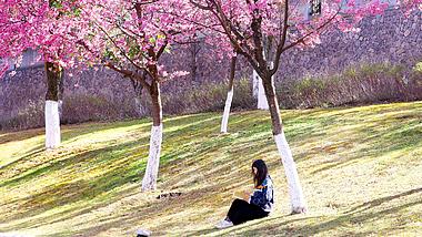4K实拍春暖花开女生在樱花树下阅读看书人文意境视频的预览图