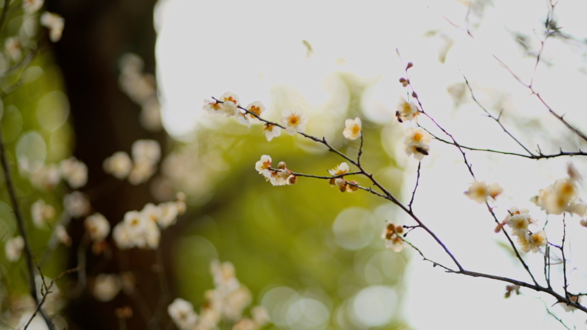 春天阳光下的梅花实拍视频1080视频的预览图