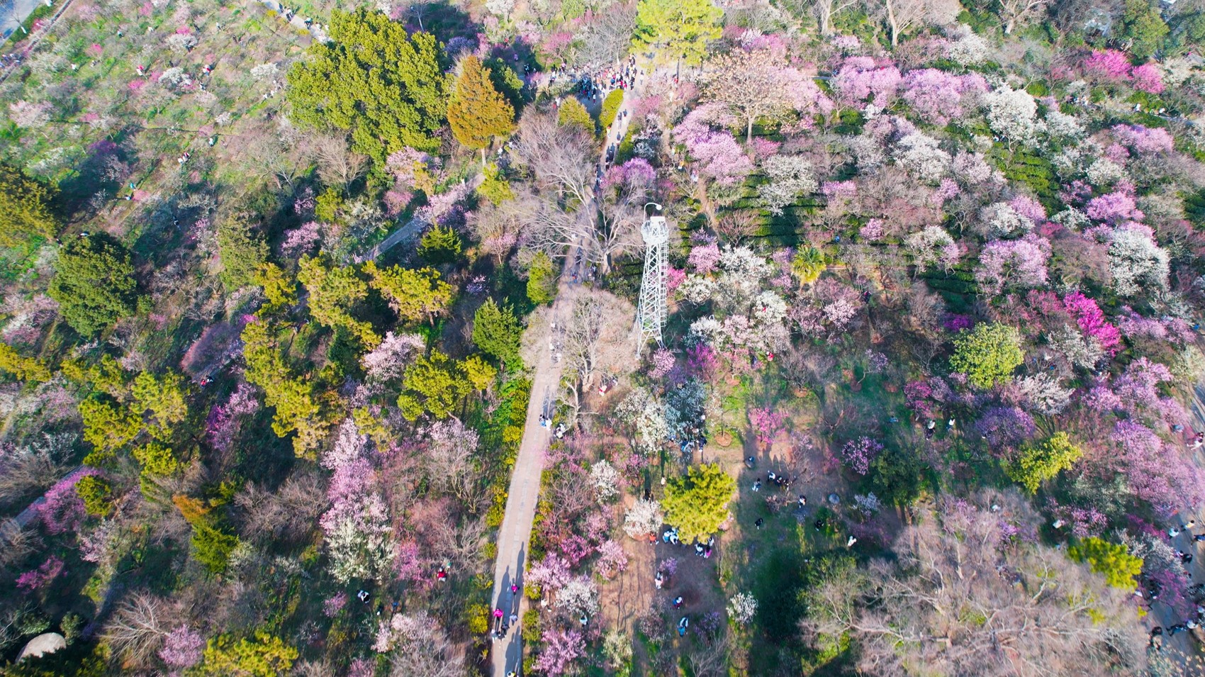 4k航拍春天梅花山风景视频的预览图