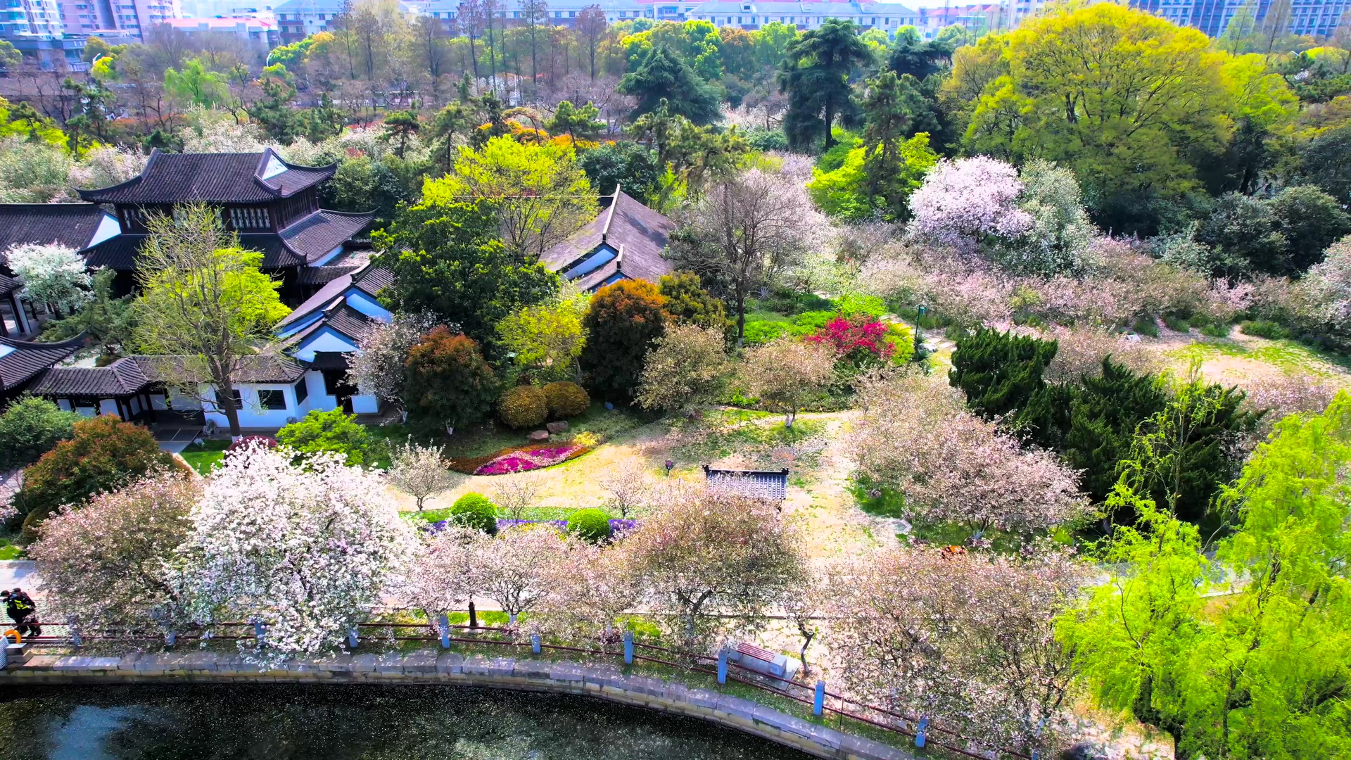 4K航拍春天风景南京莫愁湖公园海棠花盛开视频的预览图