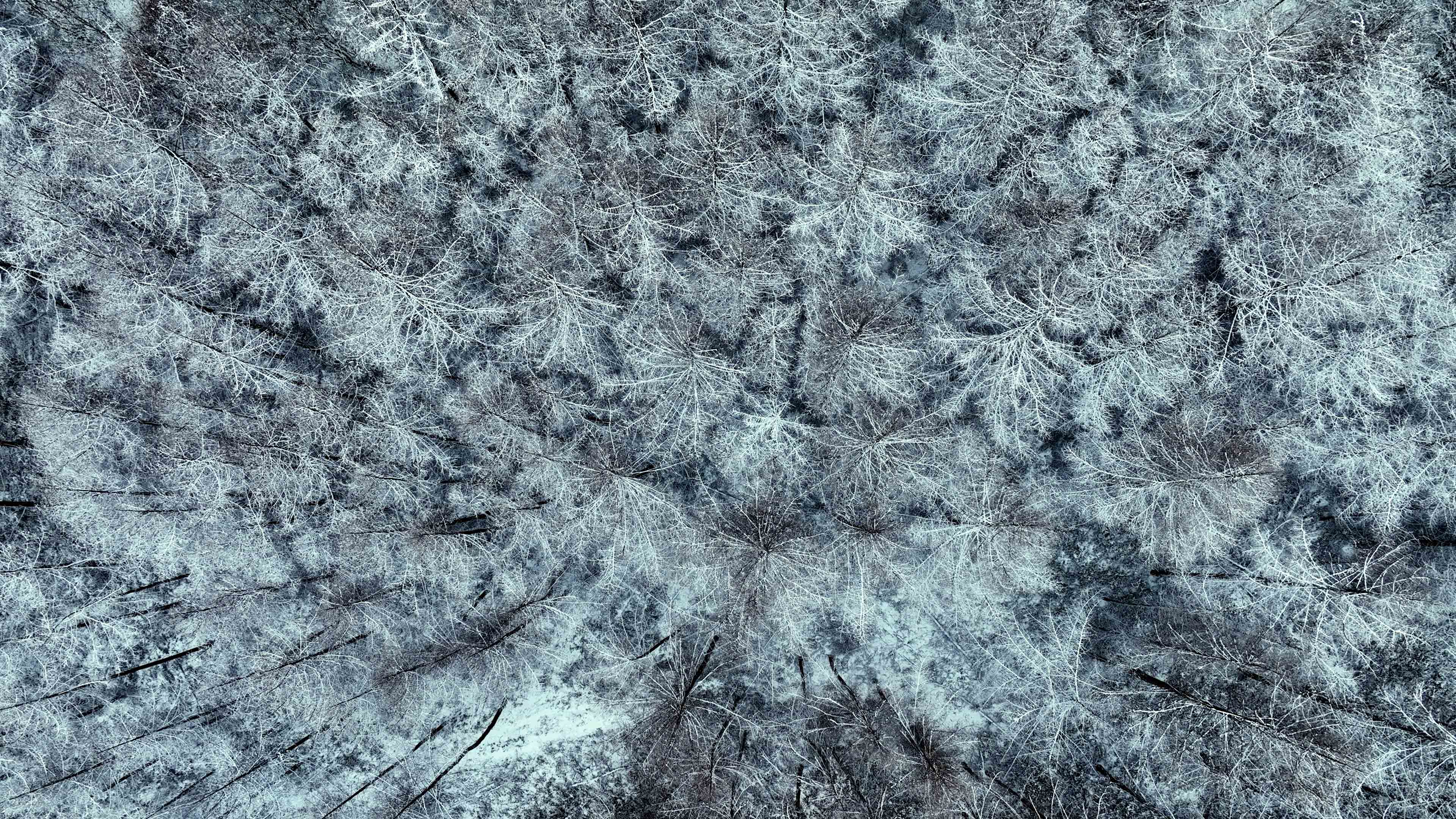4k航拍俯视雪山中的雪松视频的预览图