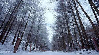 4k雪中的森林树木雾松视频的预览图