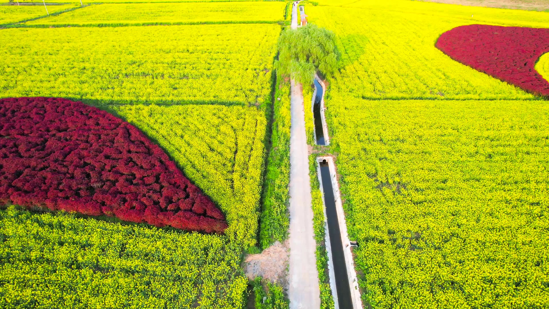 4K航拍春天风景农业农田油菜花花海视频的预览图