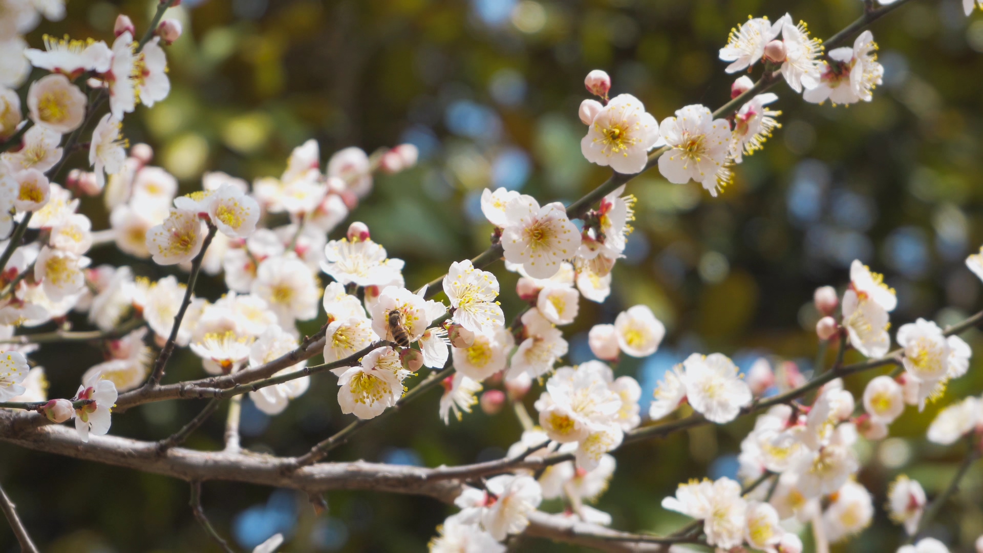 4K实拍春天意境唯美盛开的樱花花朵蜜蜂采蜜视频的预览图