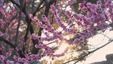 4K实拍春天意境自然风景粉红色梅花透光阳光照射视频的预览图