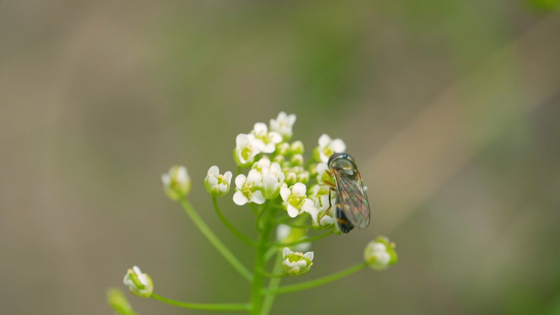 1080高清微距花朵上的蜜蜂春天风景视频的预览图