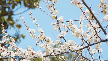 4K实拍春天意境唯美蓝天下盛开白色樱花花朵视频的预览图