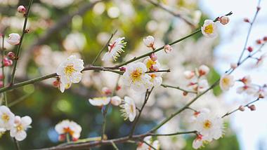 4K实拍春天意境盛开的唯美花朵白色樱花视频的预览图