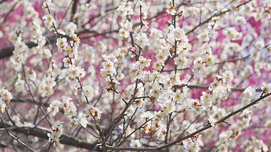 4K实拍春天意境白色樱花唯美春天花朵视频的预览图