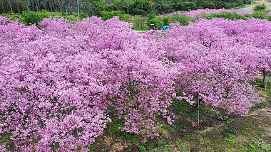 4K航拍春天盛开的樱花林视频的预览图