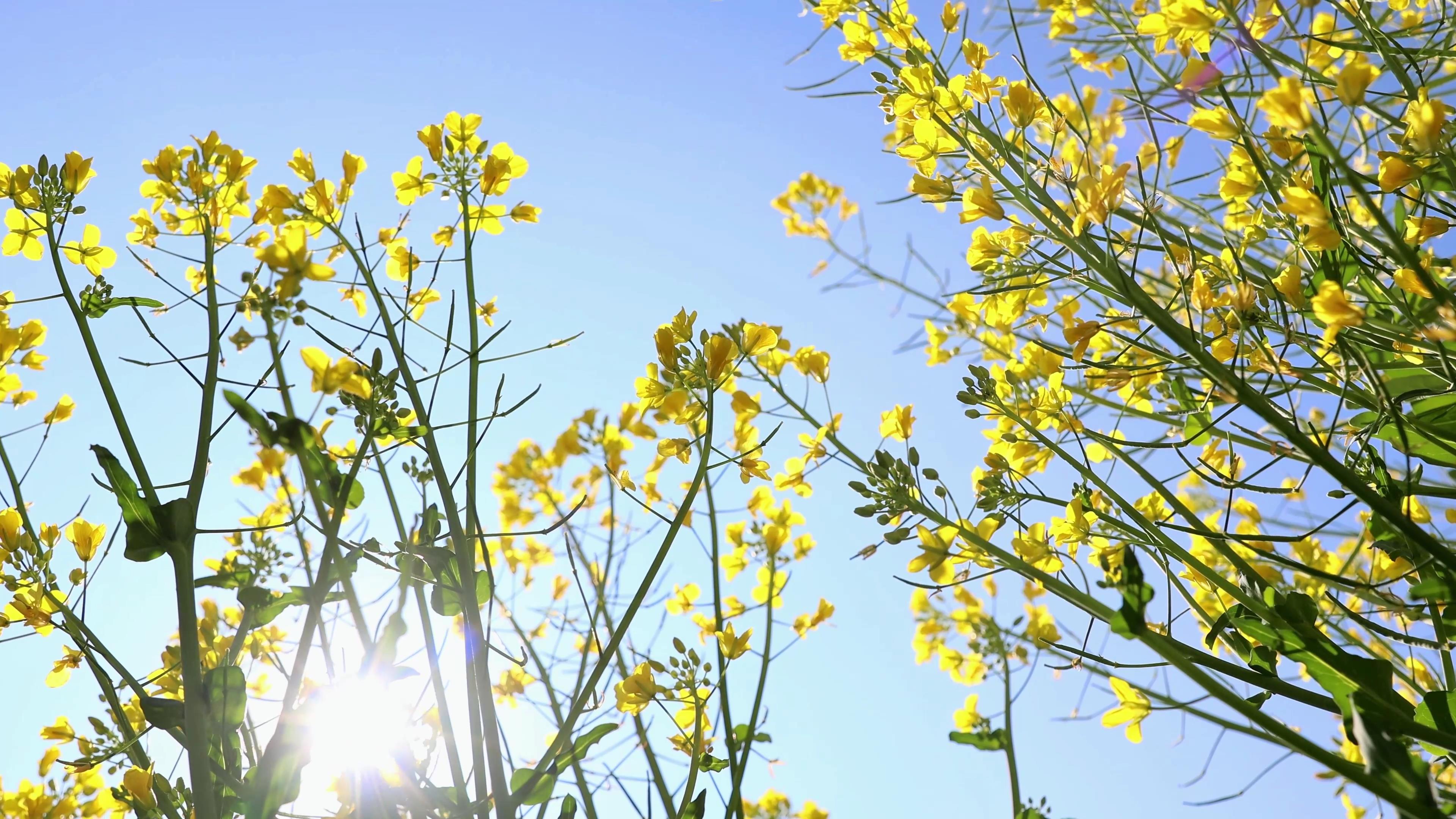 4K实拍春天清新唯美的阳光照射油菜花视频的预览图