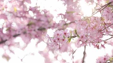 4K春天实拍唯美阳光照射下的樱花视频的预览图