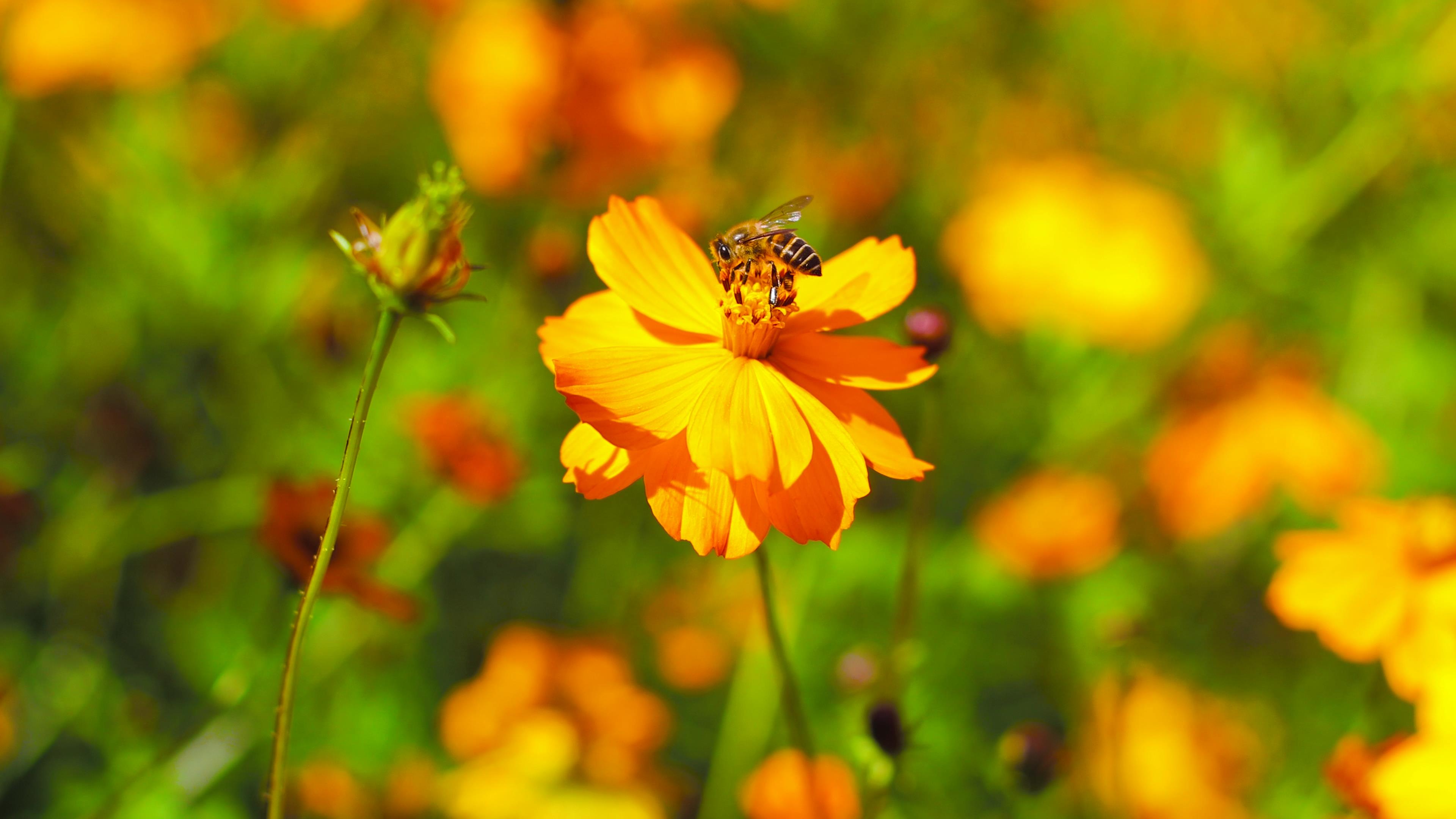 4K春天实拍春天花朵上的小蜜蜂视频的预览图