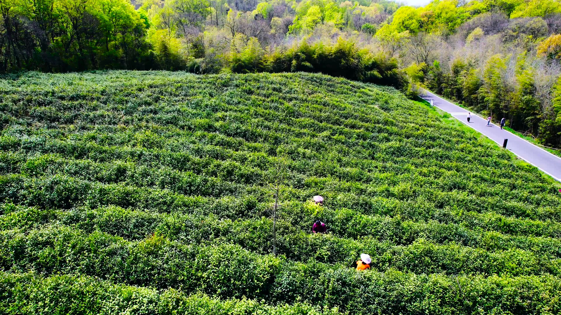 4K航拍春天风景茶园茶山春茶视频的预览图