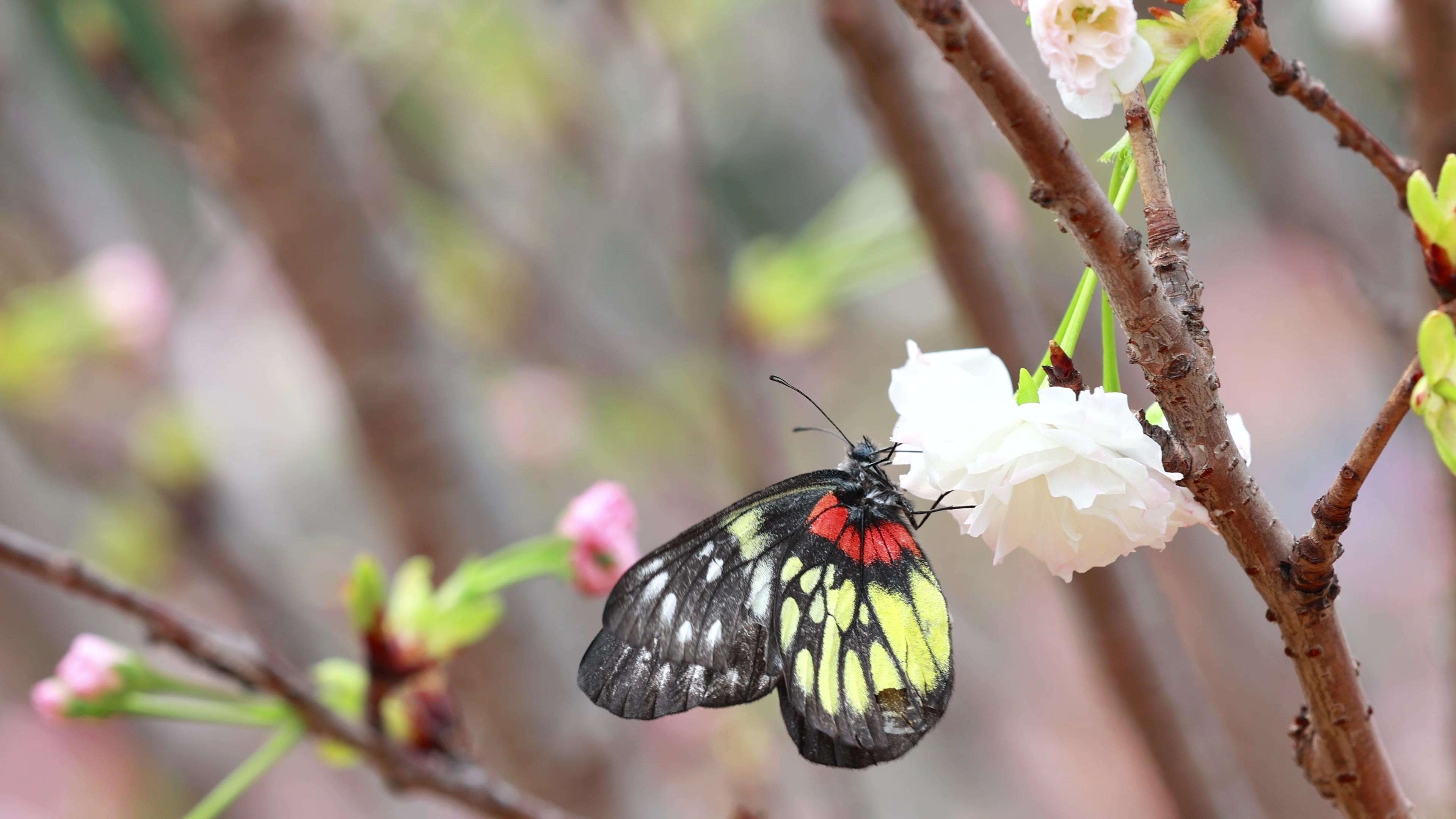 4K实拍春天盛开的樱花蝴蝶采蜜视频的预览图