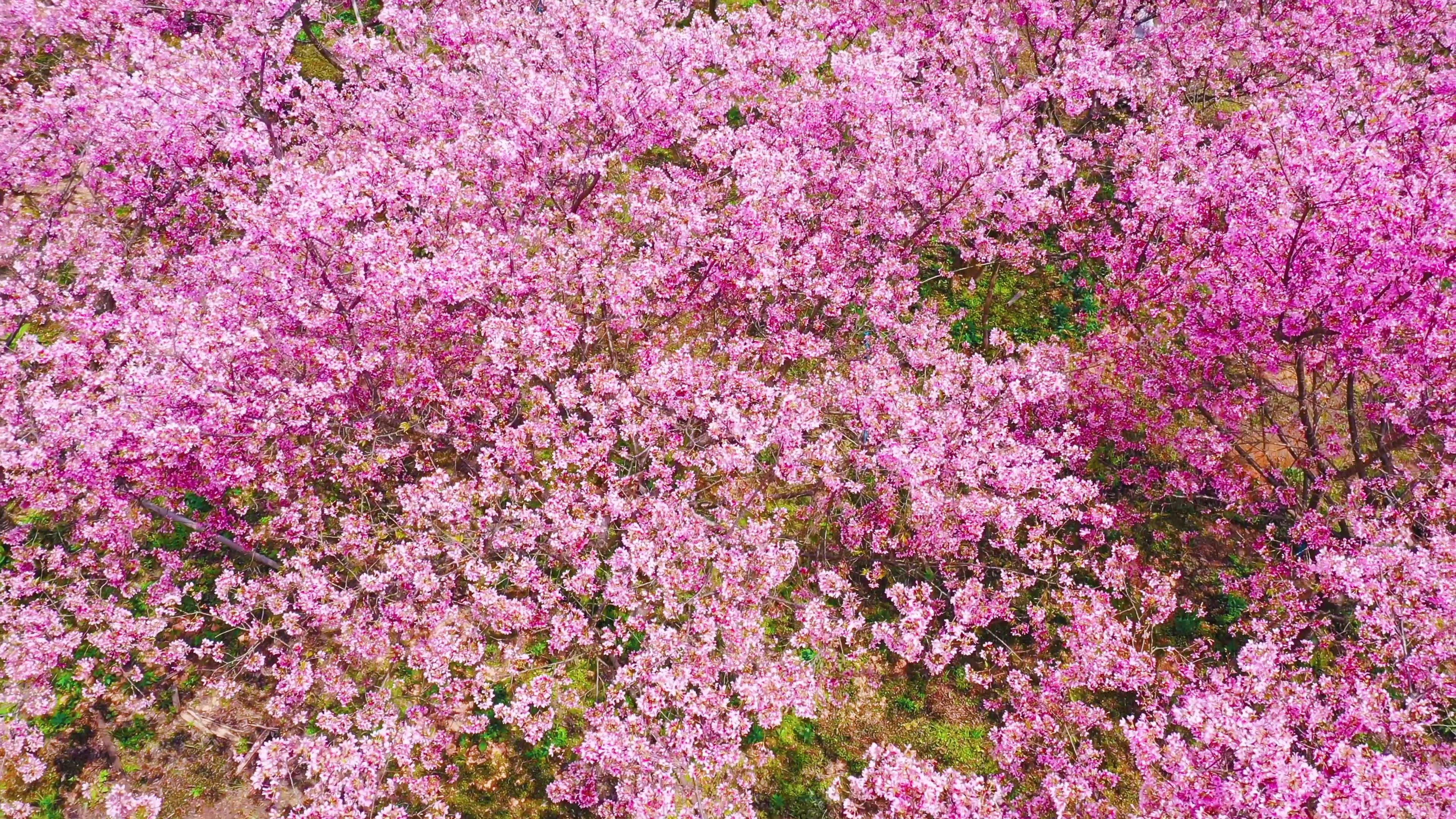 4k航拍春天盛开的樱花花海视频的预览图