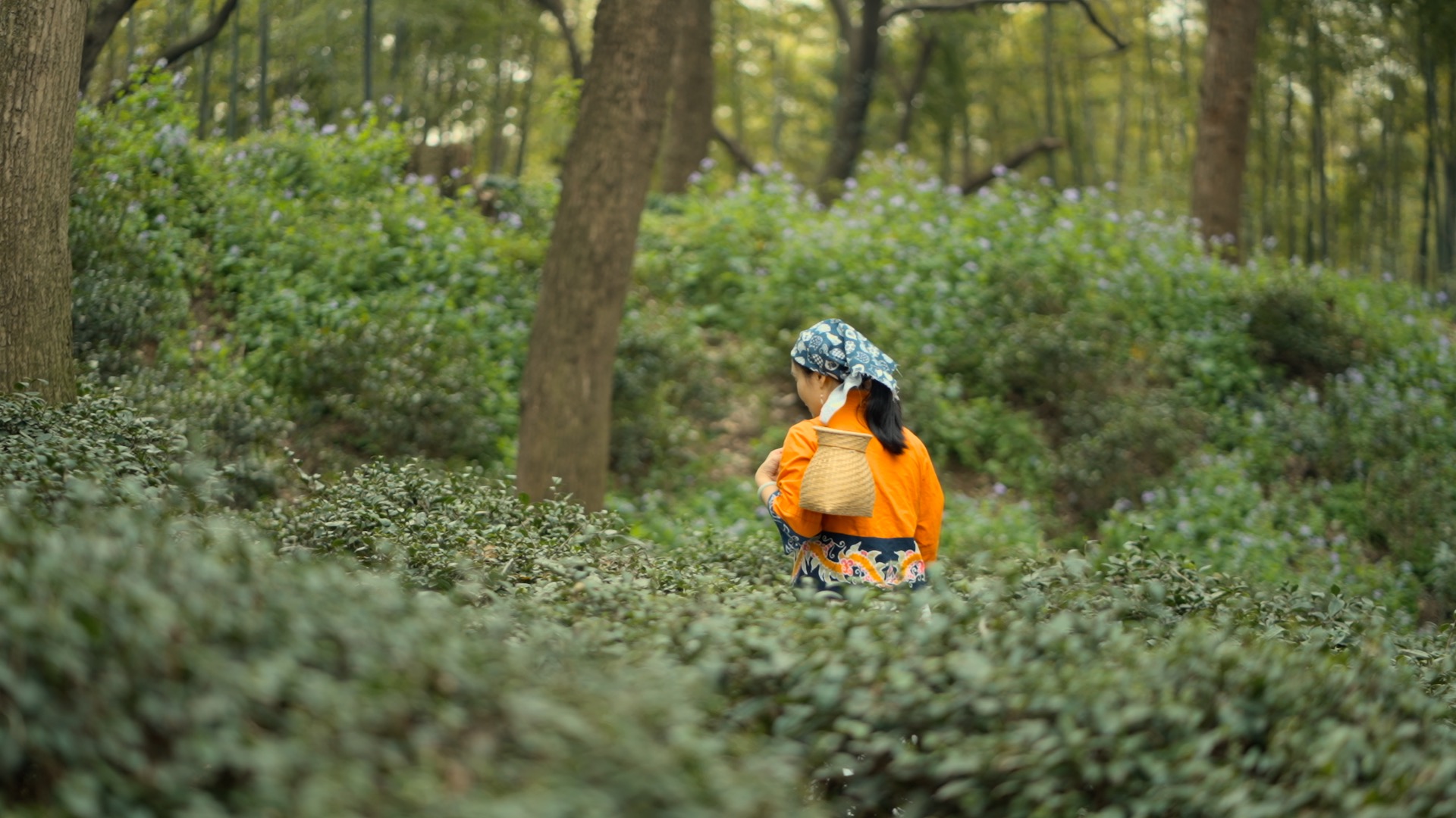 茶园中采茶女在茶树中行走实拍视频1080视频的预览图