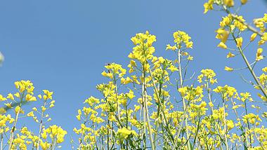4K实拍春天盛开的油菜花自然风光视频的预览图