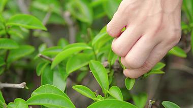 4K实拍茶园摘茶采茶植物叶子视频的预览图