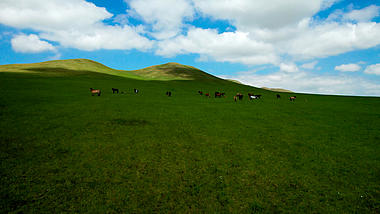 4k航拍蓝天下的美丽草原和草原上的马匹视频的预览图