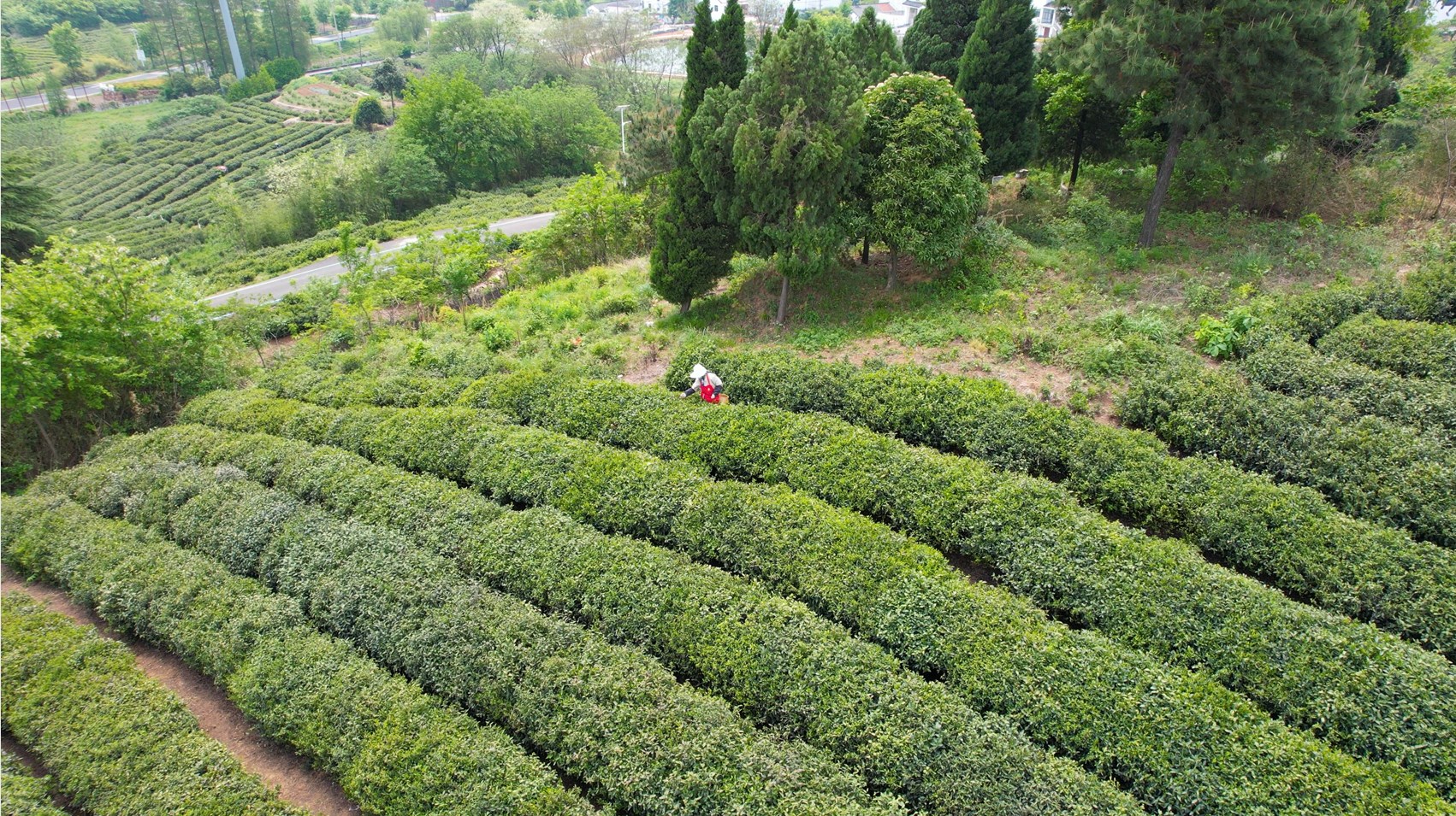 4k航拍春季茶园茶山采茶风景视频的预览图
