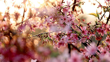 4k春天阳光逆光唯美樱花视频的预览图