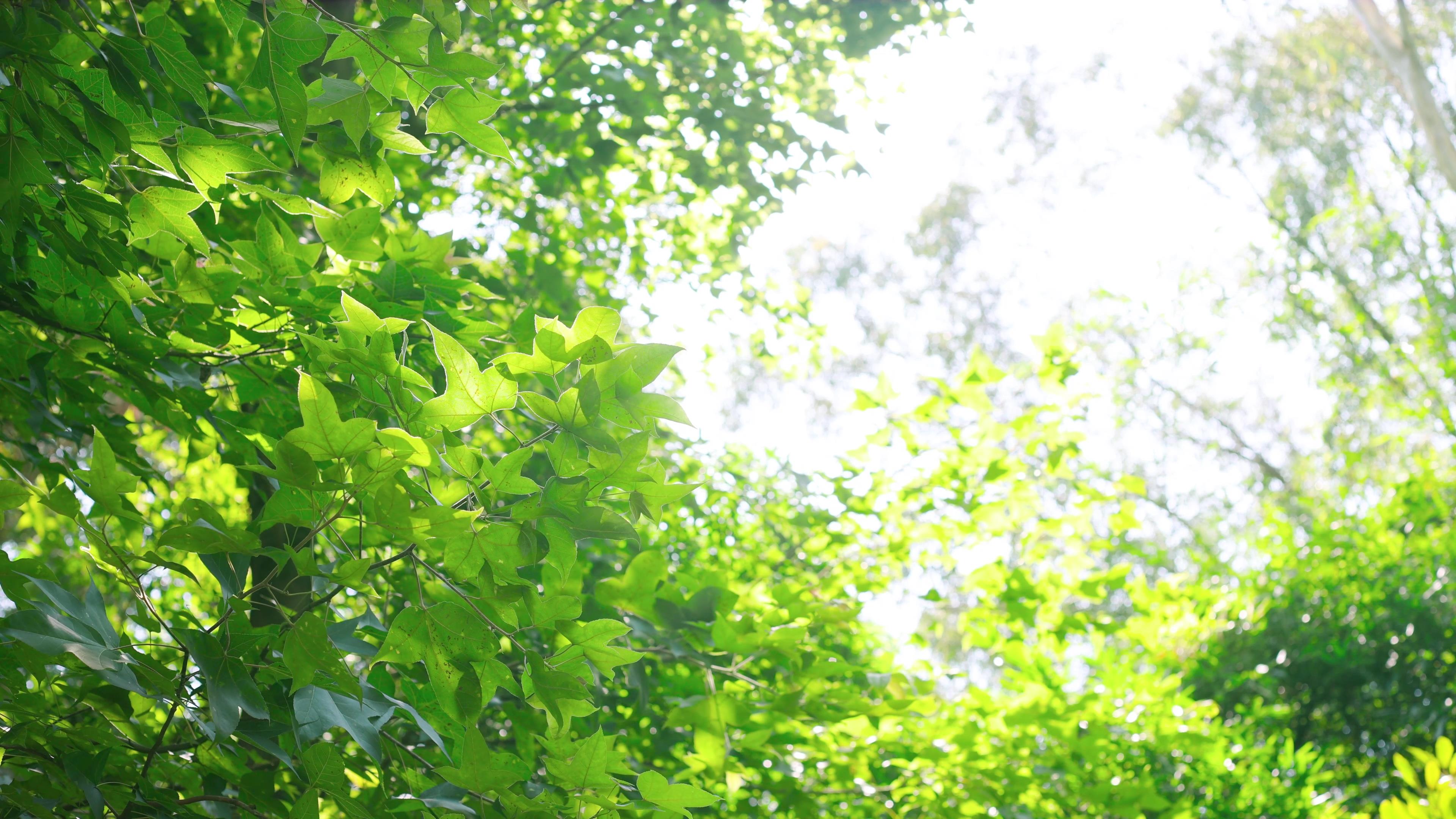 4k实拍春天阳光下的嫩绿树叶植物视频的预览图