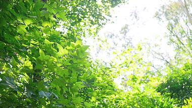 4k实拍春天阳光下的嫩绿树叶植物视频的预览图