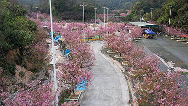 4k航拍春天樱花树花开视频的预览图
