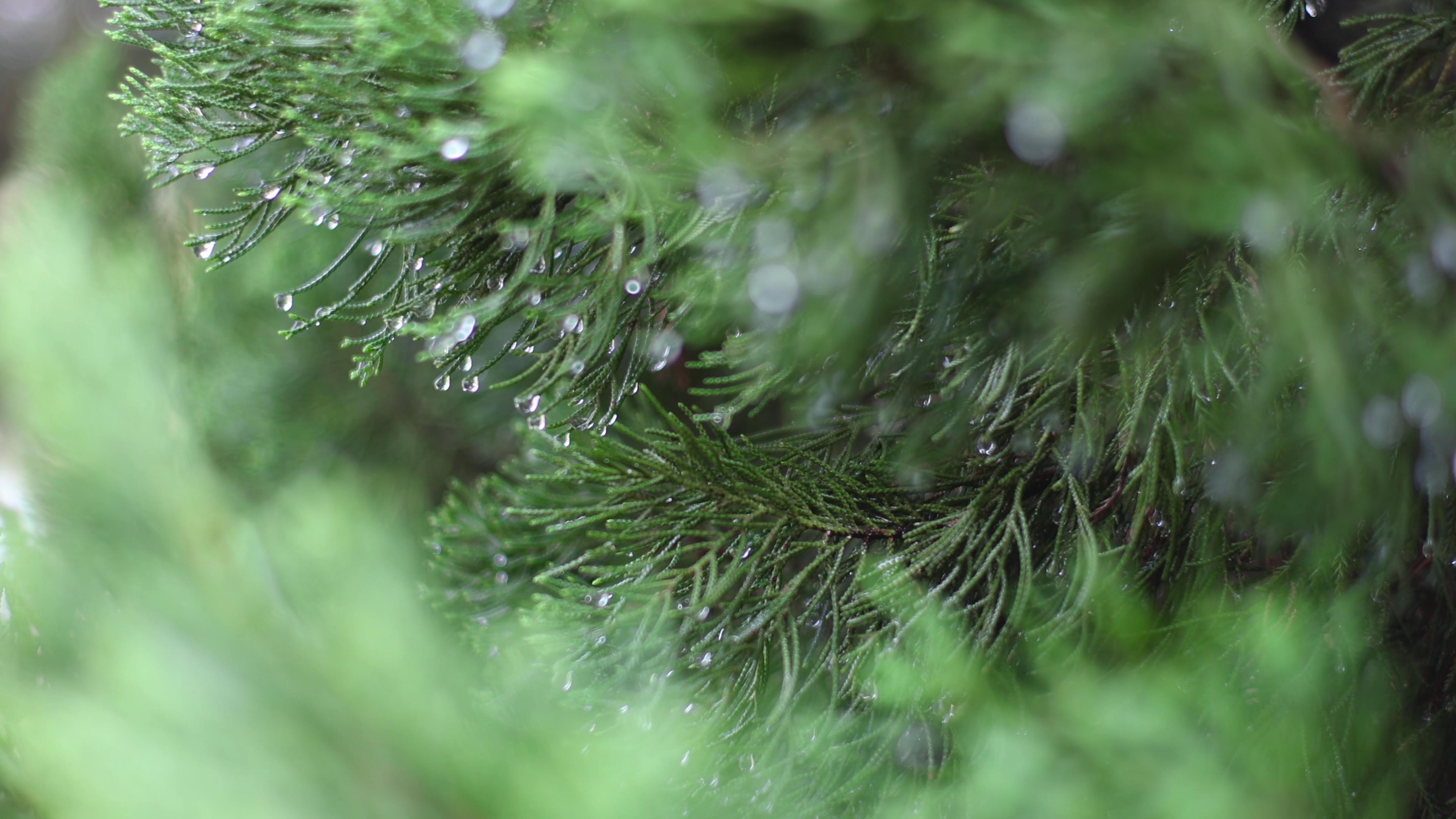 4K实拍雨后松针上的雨水雨滴自然风景视频的预览图