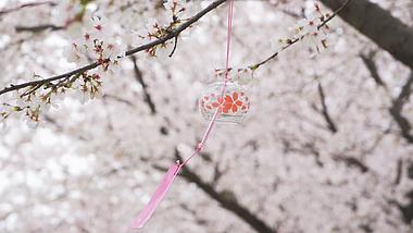 4K实拍春天风景花朵唯美樱花樱花季视频的预览图