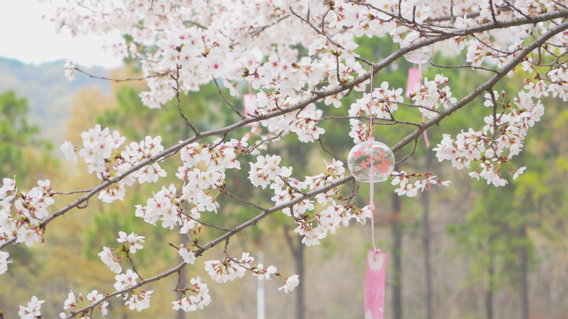 4K实拍春天风景花朵樱花季唯美樱花风铃视频的预览图