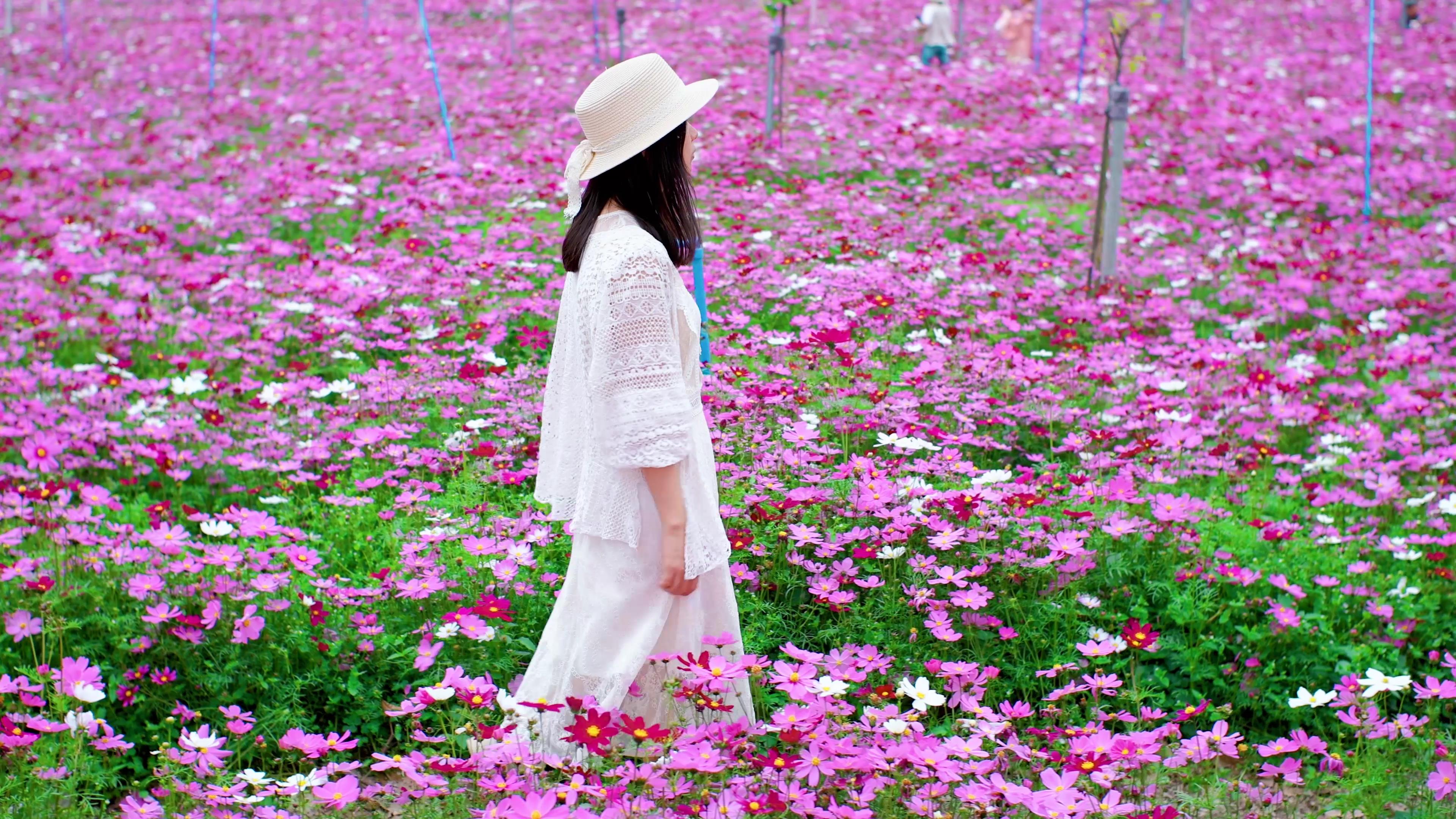 4K实拍春天美女走在格桑花花田视频的预览图